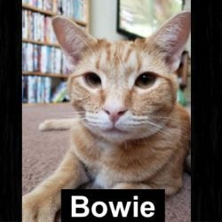 Bowie - a cat shot accidentally by a foolish person firing a gun in an adjacent apartment
