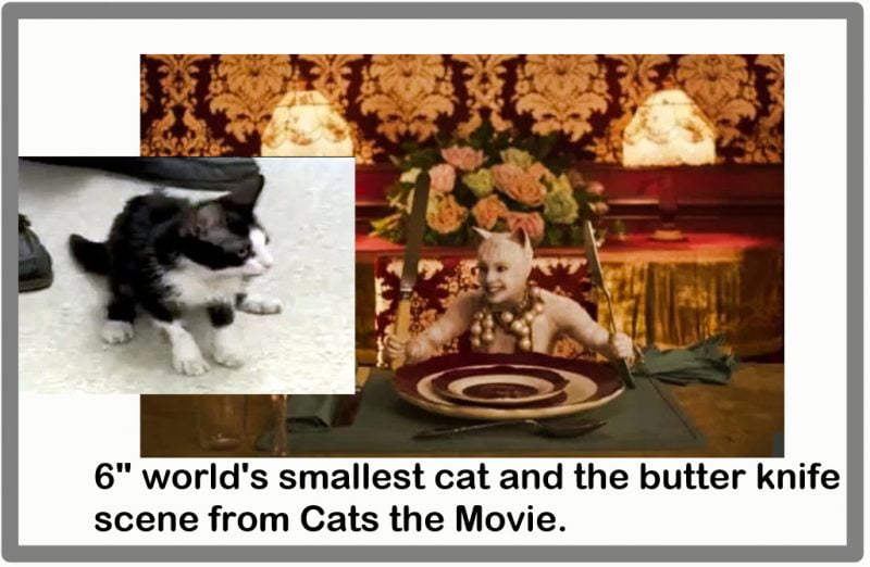 Butter knife scene cat compared to tiny real cat