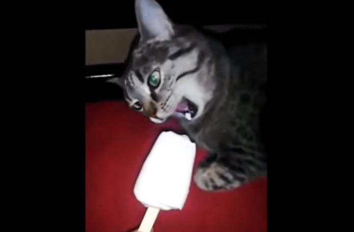 Cat brain freeze on eating ice cream