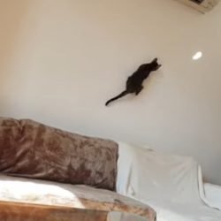 Cat catching a ray of sunshine