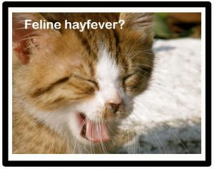 Cat cats get hayfever? Yes.