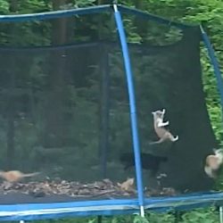 Cats trapped in fenced trampoline