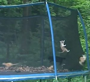 Cats trapped in fenced trampoline