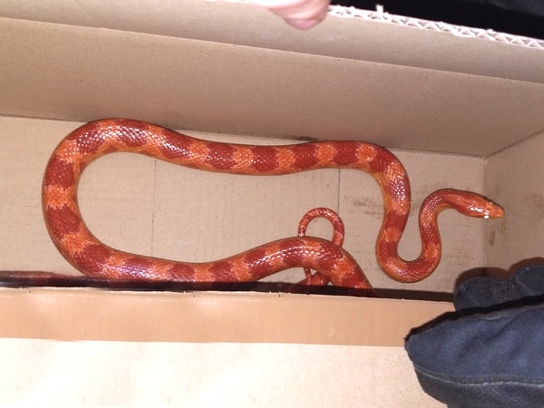 North American corn snake the cat heared and smelled in Germany