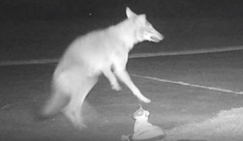 Coyote attacks cat statue in N. Carolina