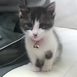 Cute kitten climbs onto man's lap when tired