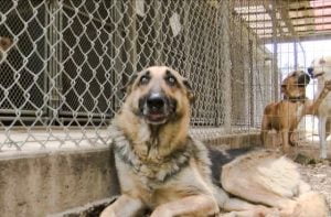 Dog at shelter destined for a vet school and ultimately euthanasia