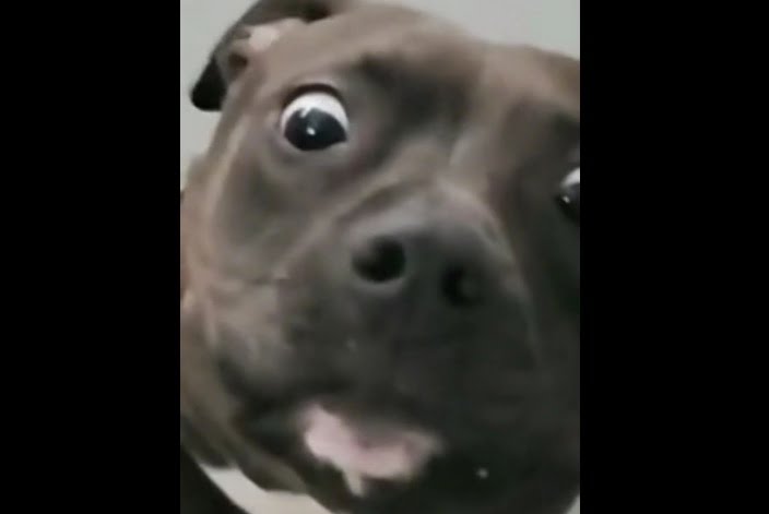 Dog's strange expression