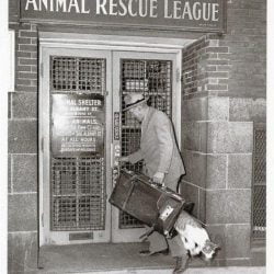 A Cat makes a great escape from the Animal Rescue League of Boston, 1940