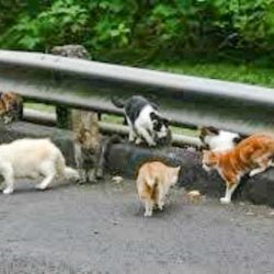 Feral cats of Half Moon Bay in Croton On Hudson