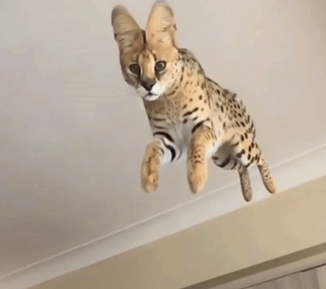 Flying serval! In the home.
