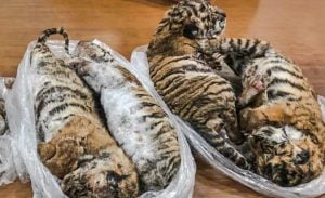 Four of seven tiger frozen tiger cub carcasses destined for the Asian tiger body parts markerplace