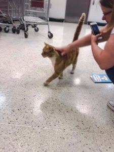 Garfield aka Mr Sainsbury's