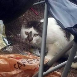 cat reunited with owner