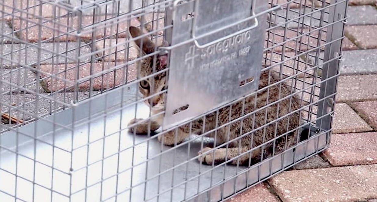 Kitten rescued from concrete bridge in Florida