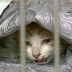 Kitten rescued from road