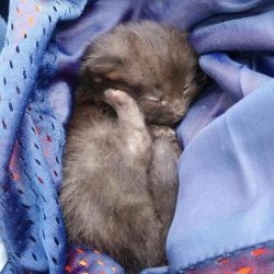 Miracle motorway kitten