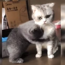 One kitten wants to play but the other ain't cooperating