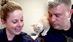 Police promote adoption of cats at Humane Society of Central Texas. Photo: the Humane Society