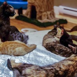 Rescued cats from BC, Canada