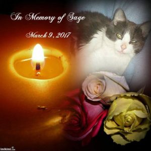 Sage the Cat memorial on Facebook
