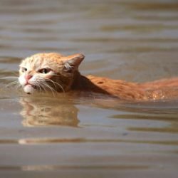 Swimming cat believes in climate change even if Trump does not