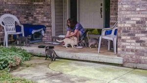 Indiana woman who can't cope with caring for feral cats because there are too many