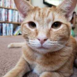Bowie a cat shot accidentally from an apartment above