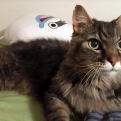 cat reunited with family