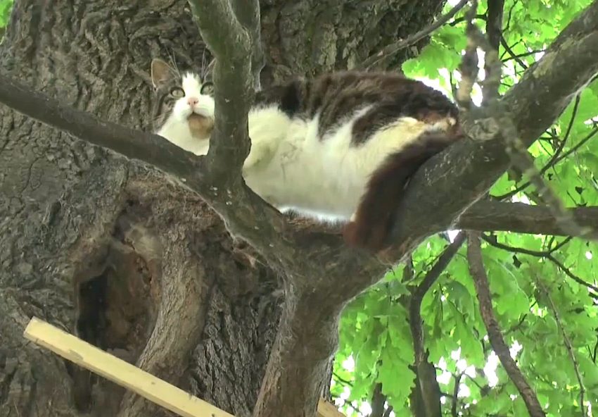 Cat in Poland has lived up an oak tree for 6 years