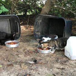 feral cats eating