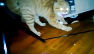 Frightened cat on video. The cat was provoked and the person who did it should be ashamed