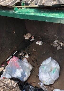 kittens in the dumpster