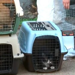 Months ago someone duct tapped dead woman in her bedroom and left 20 cats and a dog to fend for themselves