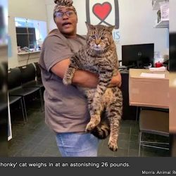 Beejay the hug tabby up for adoption