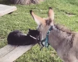 Cat friends with donkey