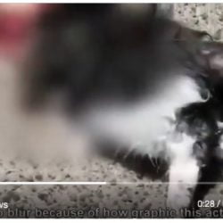 Cat killed in YouTube video
