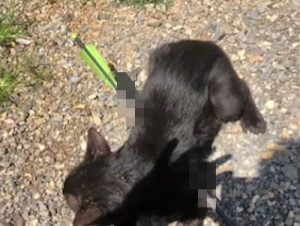 Cat shot with arrow recovers and rehomed