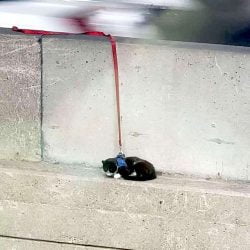Cat suck on bridge. Cat remained calm during rescue and loves a cuddle