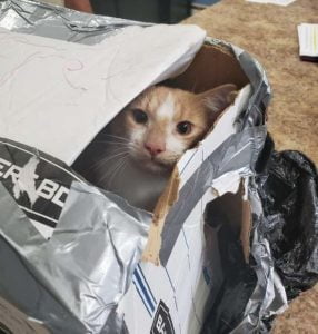 Cat thrown from bridge in sealed box