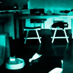 Cats disturbed by Taiwan earthquake