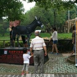 Changzhou Zoo showing memorial to donkey killed by tigers