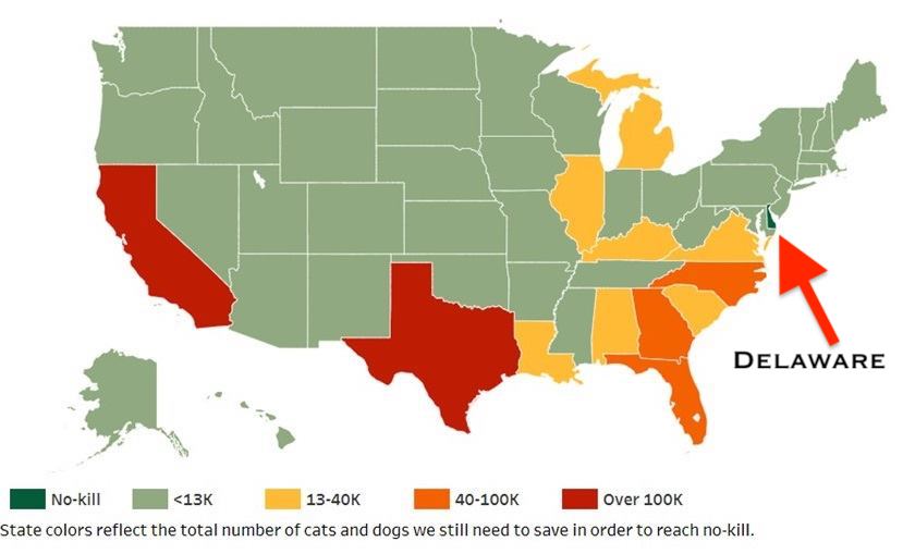Delaware is first state in US where all animal shelters are no-kill