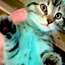 Dyed cat for dog fighting bait