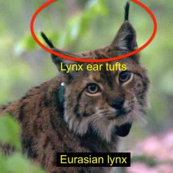 Eurasian lynx (Balkans)