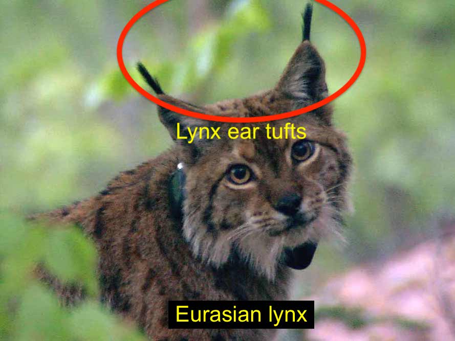 Eurasian lynx (Balkans)