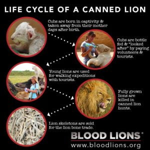 Exploitation of lions in SA
