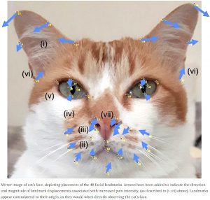 Facial landmarks on cat showing facial expression when in pain
