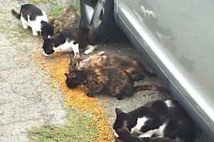 Feeding the staving cats