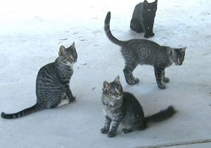 Feral cats in backyard waiting to be fed